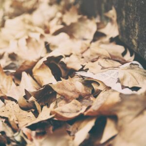 Gartenpflege im Herbst