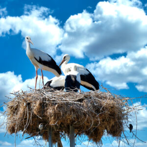 Hannover Stadtteil-Portrait Teil 7 - Döhren und Wülfel