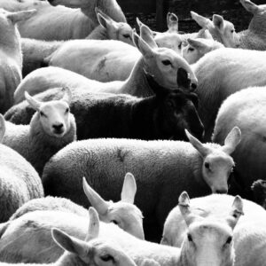 Was machen die schwarzen Schafe unter den Maklern?